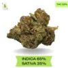 Oro Blanco AAA+