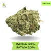 Afgoo OG AAA+